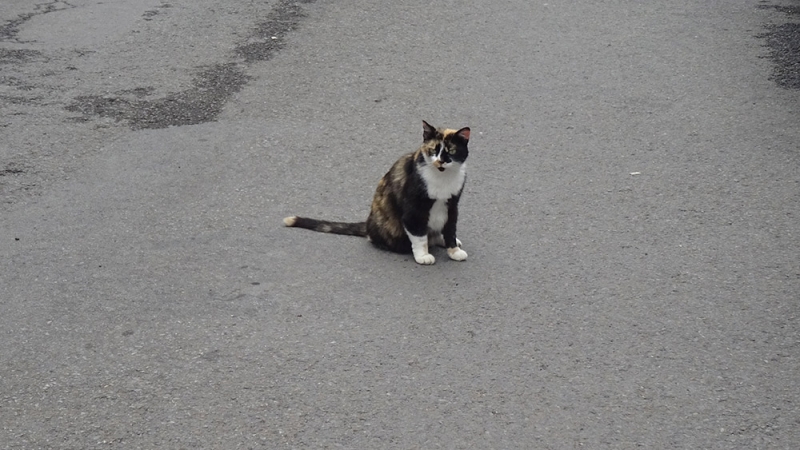 Поговорим о кошках 29