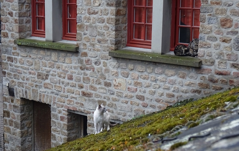 Поговорим о кошках 29