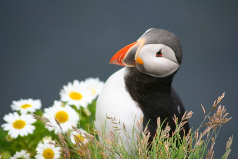 Исландия. Июнь 2014. Unreal. Unbelievable. Unutterable