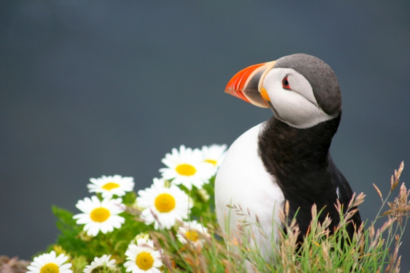 Исландия. Июнь 2014. Unreal. Unbelievable. Unutterable