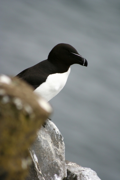 Исландия. Июнь 2014. Unreal. Unbelievable. Unutterable