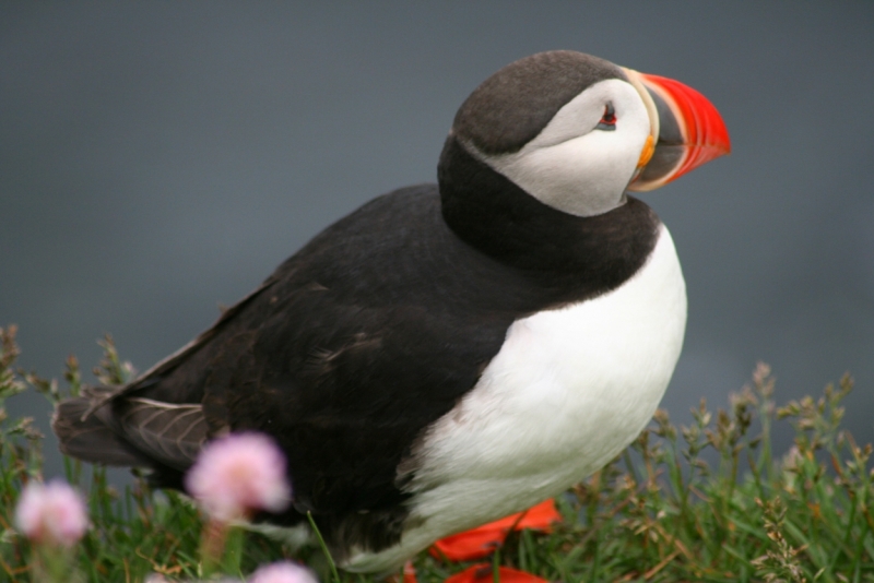 Исландия. Июнь 2014. Unreal. Unbelievable. Unutterable