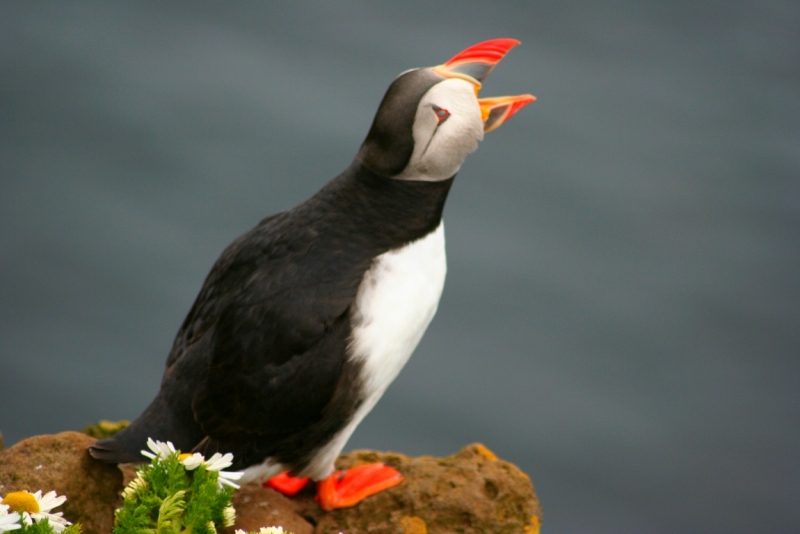 Исландия. Июнь 2014. Unreal. Unbelievable. Unutterable