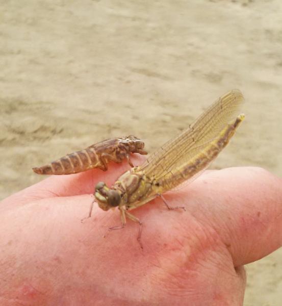 Фотоохота, зоопарки и просто животинки из путешествий - 3