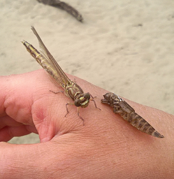 Фотоохота, зоопарки и просто животинки из путешествий - 3