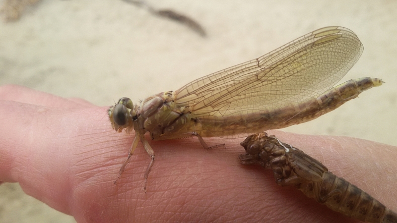 Фотоохота, зоопарки и просто животинки из путешествий - 3