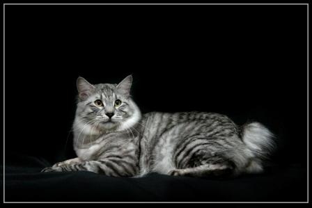 Поговорим о кошках 29