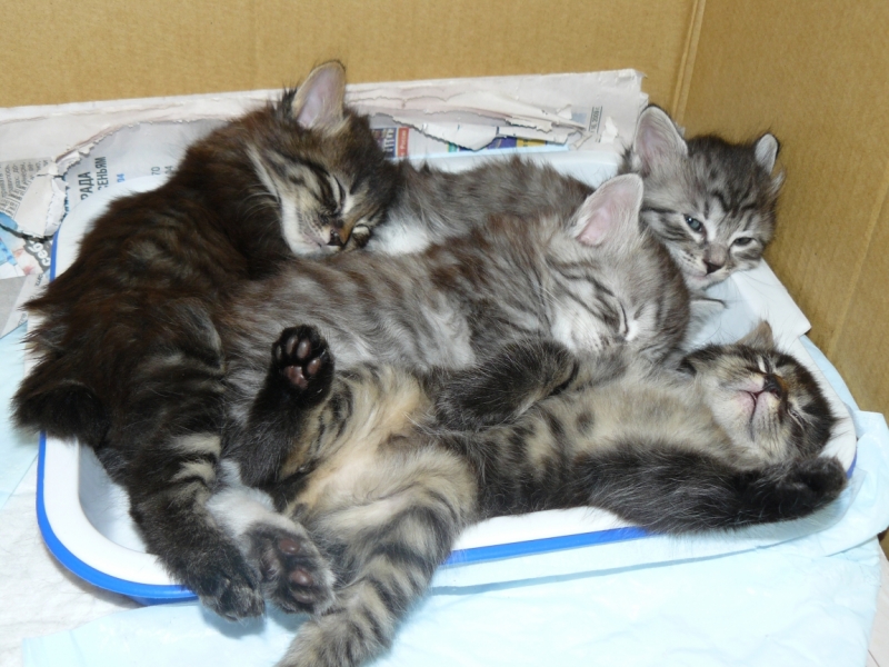 Поговорим о кошках 29