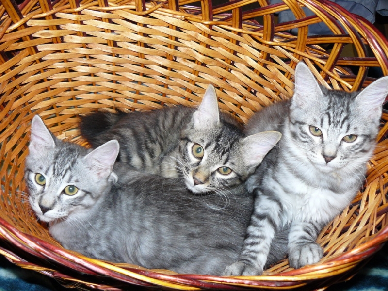 Поговорим о кошках 29