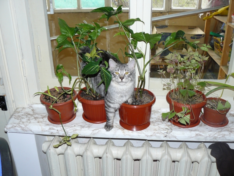 Поговорим о кошках 29