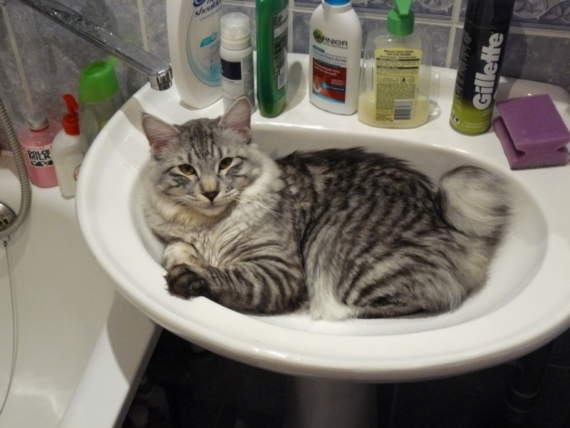 Поговорим о кошках 29