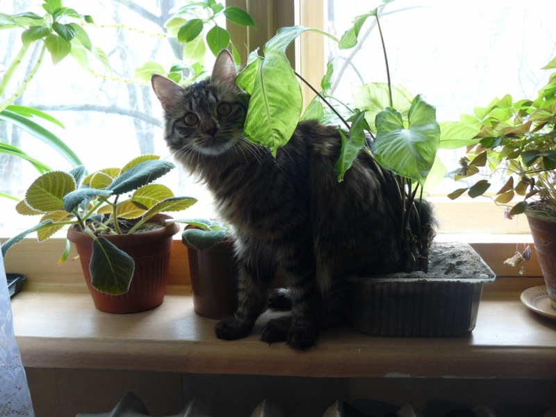 Поговорим о кошках 29