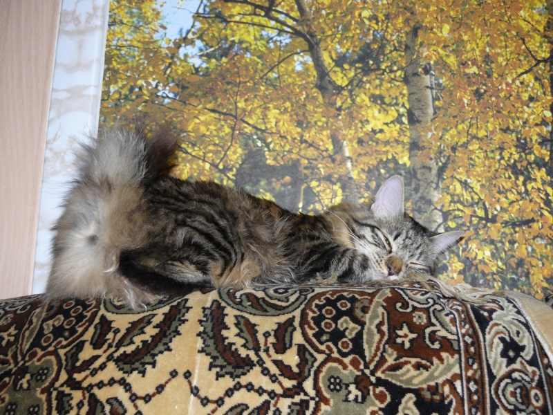 Поговорим о кошках 29