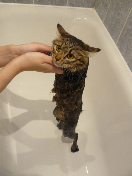 Поговорим о кошках 29