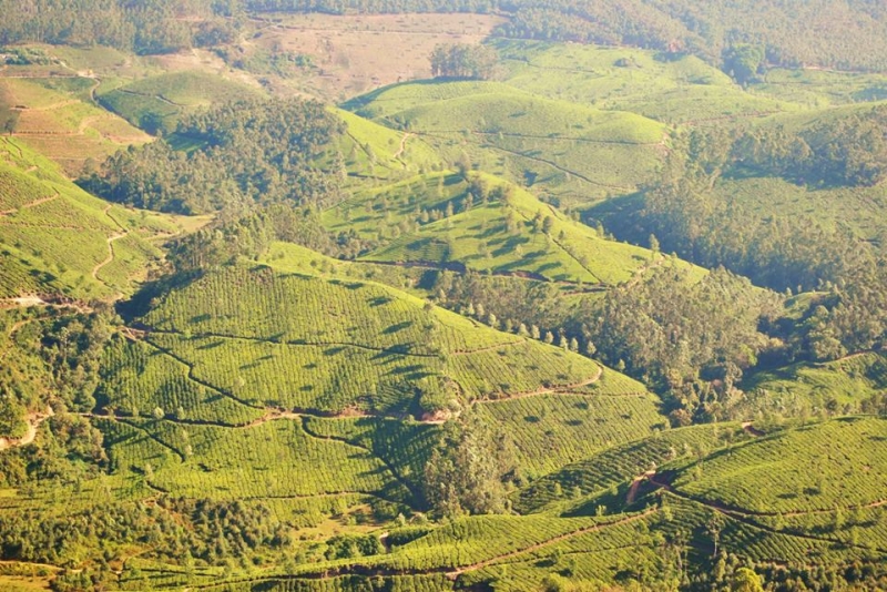 Керала-Тамилнад. Январь 2014. Фото