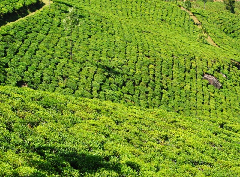 Керала-Тамилнад. Январь 2014. Фото