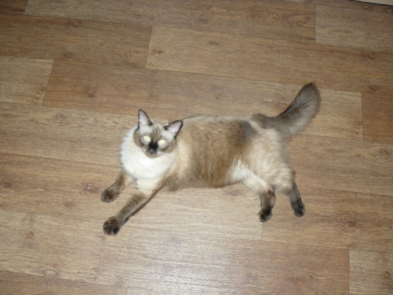 Поговорим о кошках 29