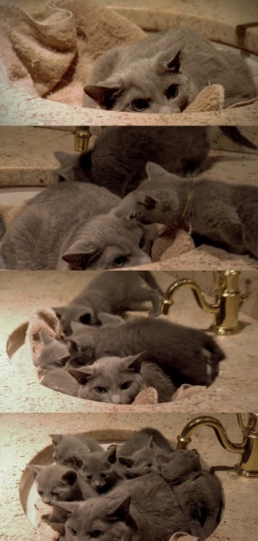 Поговорим о кошках 29