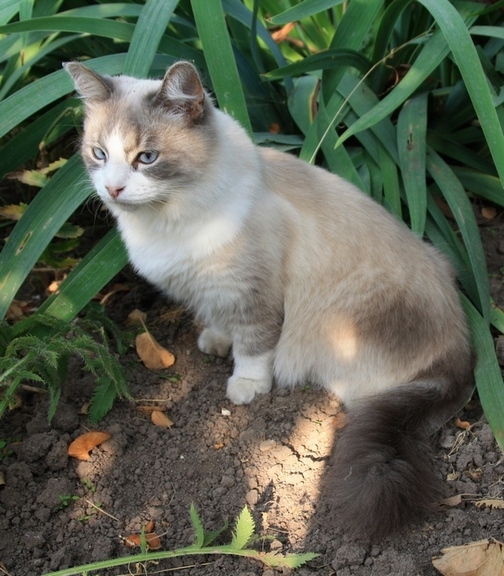 Поговорим о кошках 29