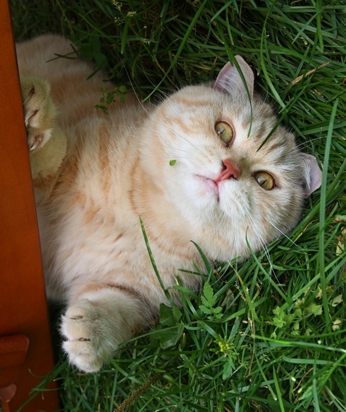 Поговорим о кошках 29