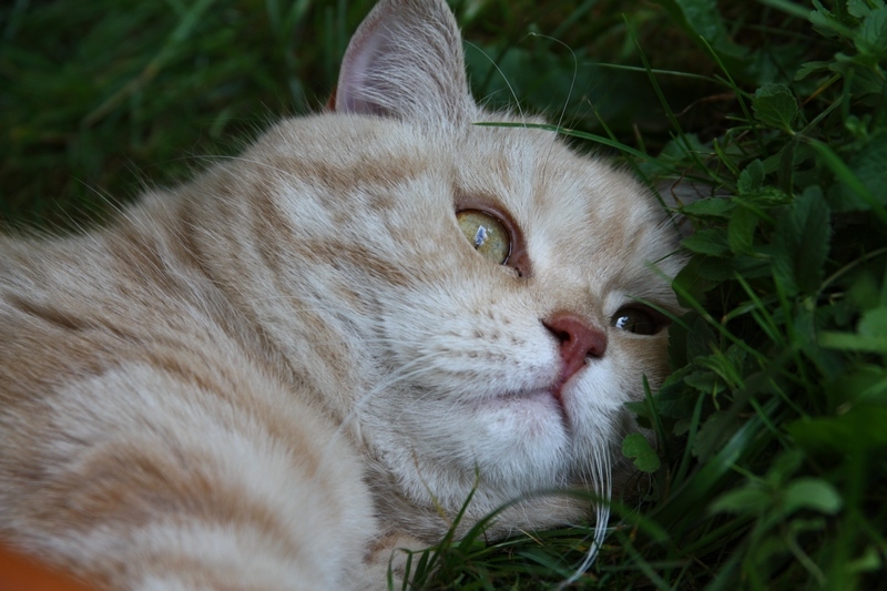 Поговорим о кошках 29