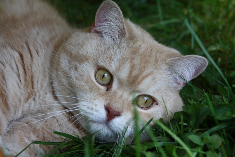 Фотоохота, зоопарки и просто животинки из путешествий - 3