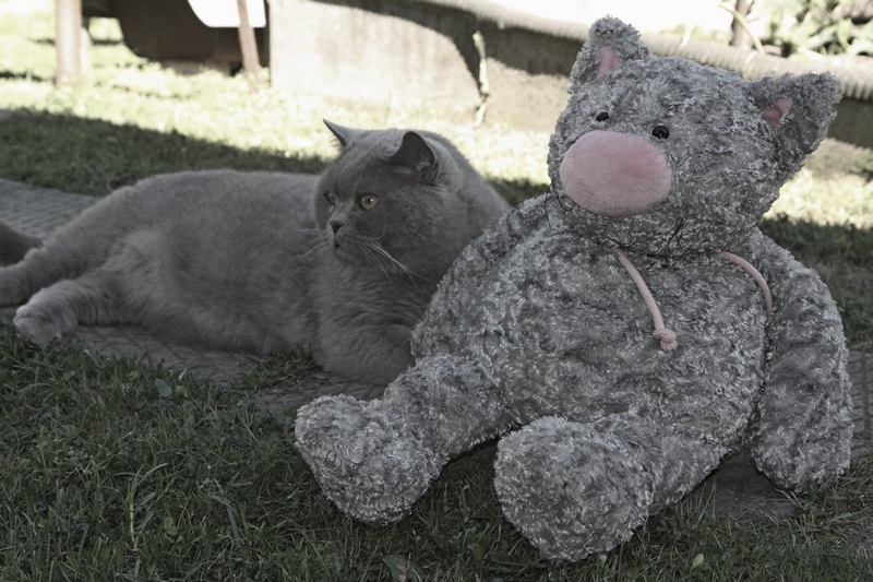 Поговорим о кошках 29