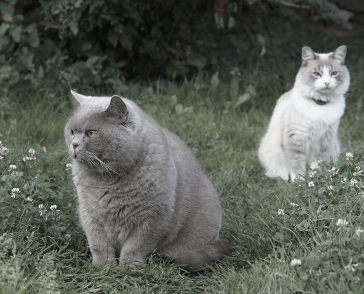 Поговорим о кошках 29