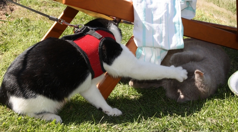 Поговорим о кошках 29