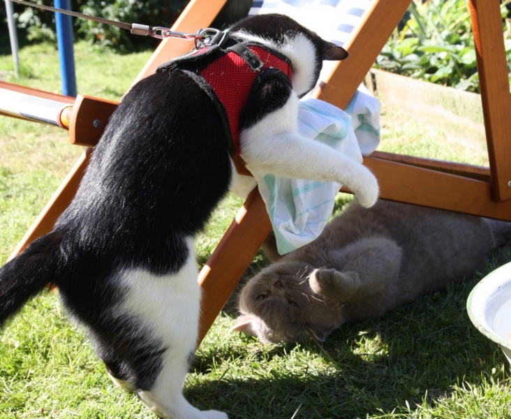 Поговорим о кошках 29