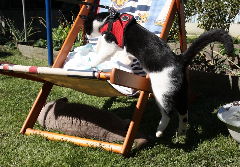 Поговорим о кошках 29