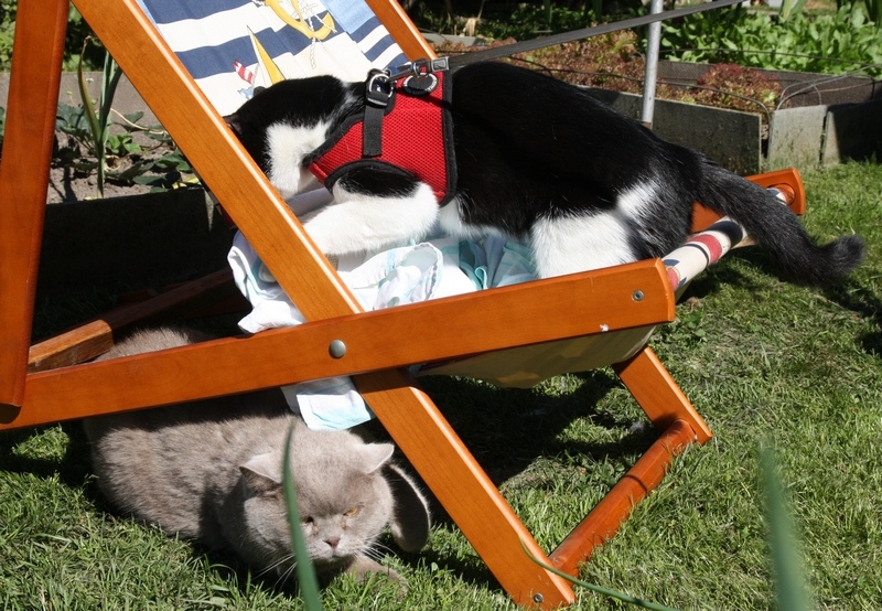 Поговорим о кошках 29