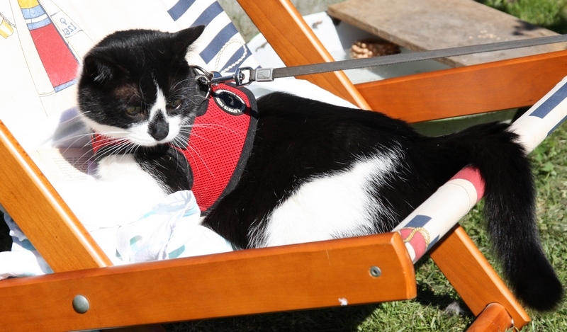 Поговорим о кошках 29