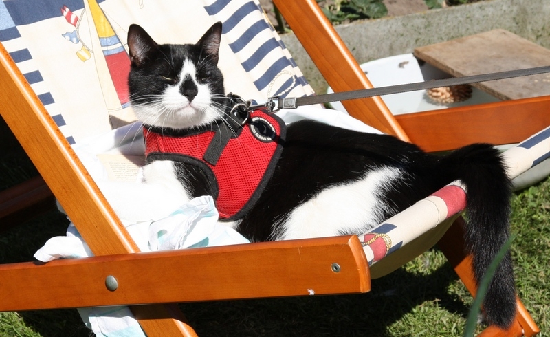 Поговорим о кошках 29