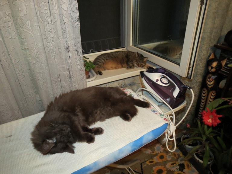 Поговорим о кошках 29