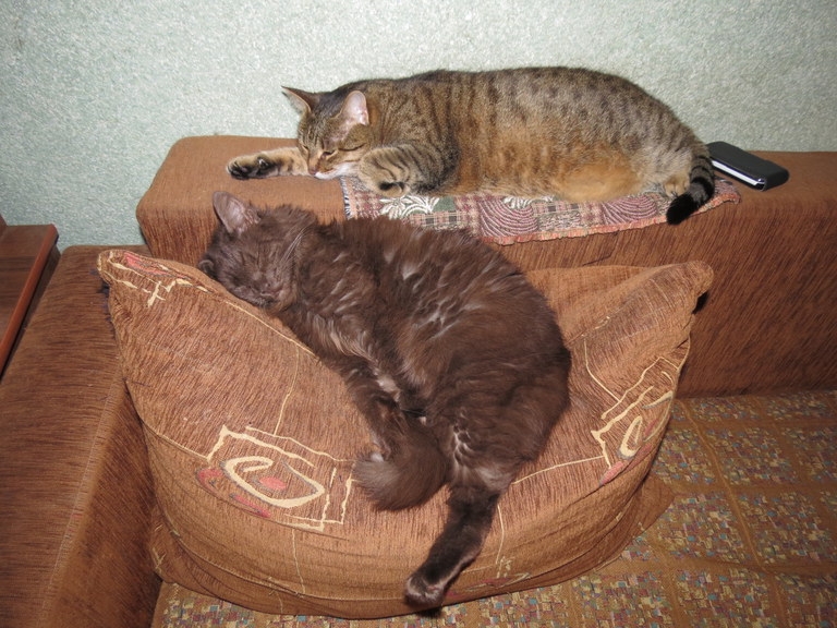 Поговорим о кошках 29