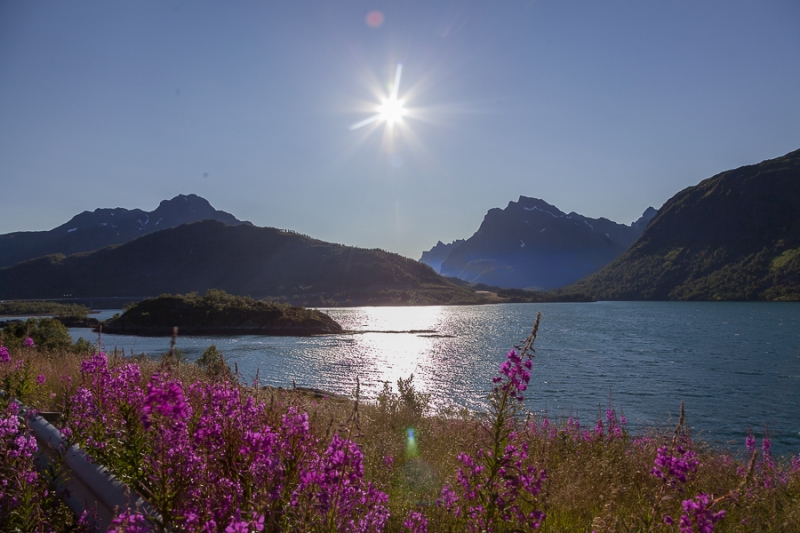Цветущая Норвегия (июль-август 2014) (не закончен)