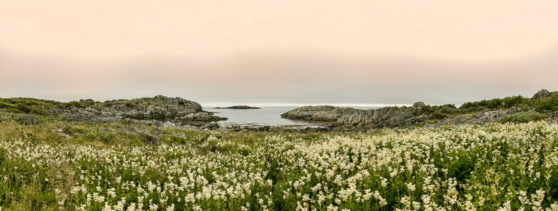 Цветущая Норвегия (июль-август 2014) (не закончен)