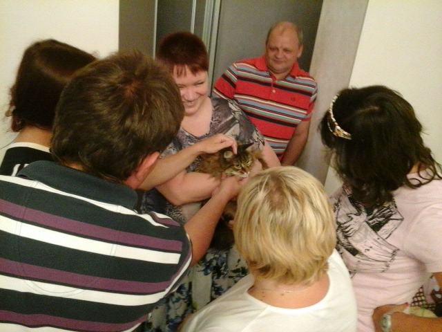 Поговорим о кошках 29