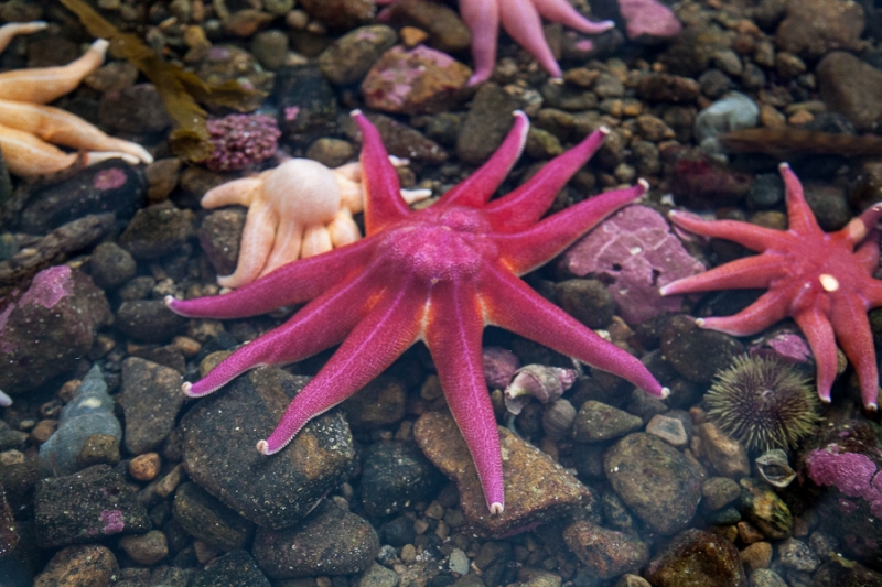 Цветущая Норвегия (июль-август 2014) (не закончен)