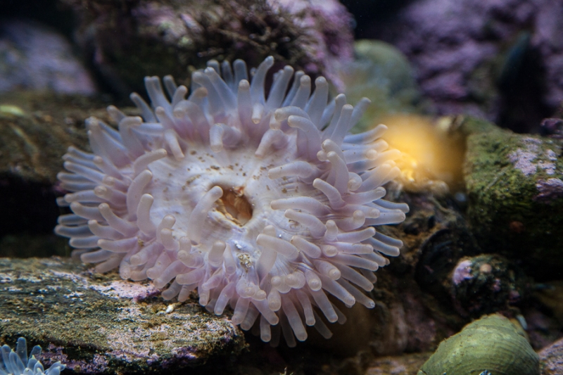 Цветущая Норвегия (июль-август 2014) (не закончен)