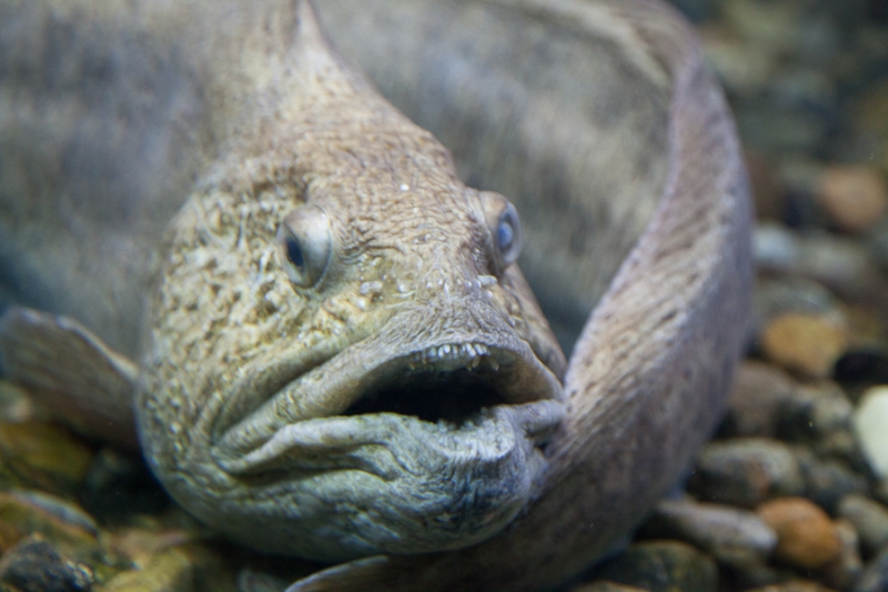 Цветущая Норвегия (июль-август 2014) (не закончен)