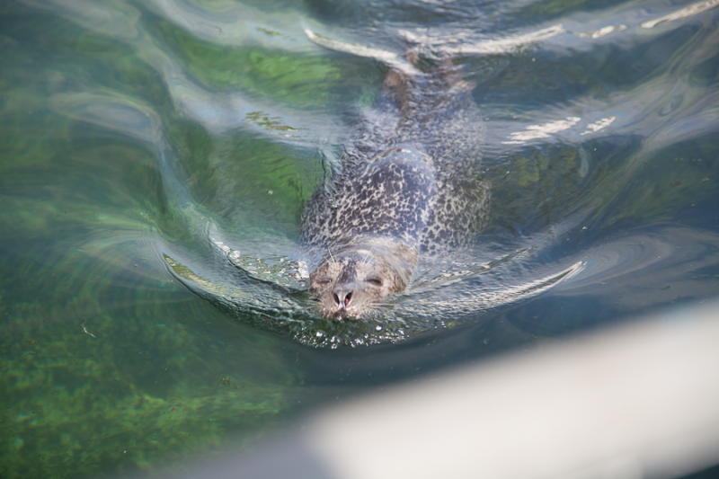 Цветущая Норвегия (июль-август 2014) (не закончен)