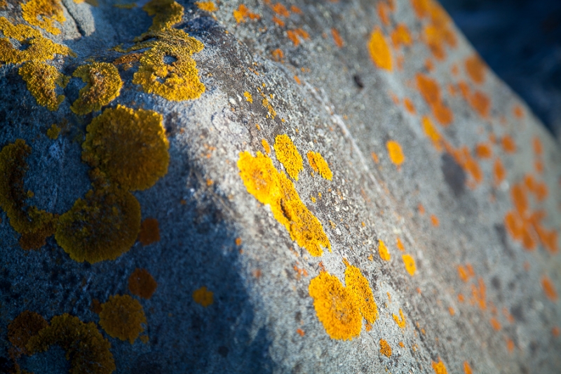 Цветущая Норвегия (июль-август 2014) (не закончен)