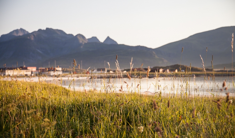 Цветущая Норвегия (июль-август 2014) (не закончен)
