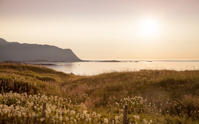 Цветущая Норвегия (июль-август 2014) (не закончен)