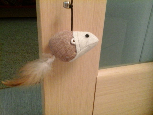 Поговорим о кошках 29