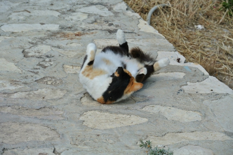 Галопом по западному побережью Турции: Стамбул-Бодрум-Дидим-Кушадасы-Бергама-Измир-Стамбул