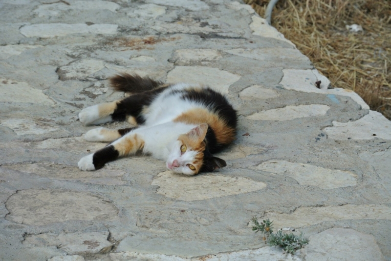 Галопом по западному побережью Турции: Стамбул-Бодрум-Дидим-Кушадасы-Бергама-Измир-Стамбул