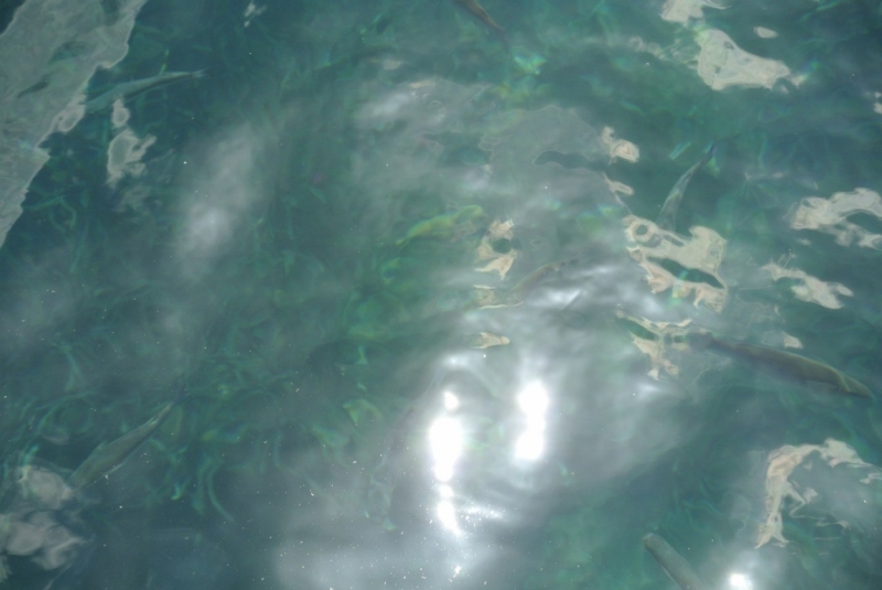 Галопом по западному побережью Турции: Стамбул-Бодрум-Дидим-Кушадасы-Бергама-Измир-Стамбул